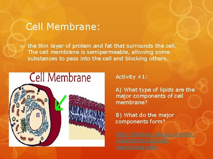 Cell Membrane: the thin layer of protein and fat that surrounds the cell. The