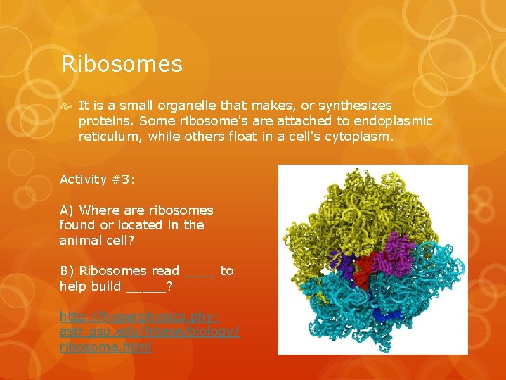 Ribosomes It is a small organelle that makes, or synthesizes proteins. Some ribosome's are