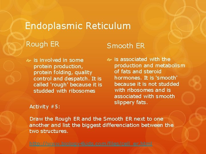Endoplasmic Reticulum Rough ER Smooth ER is associated with the is involved in some