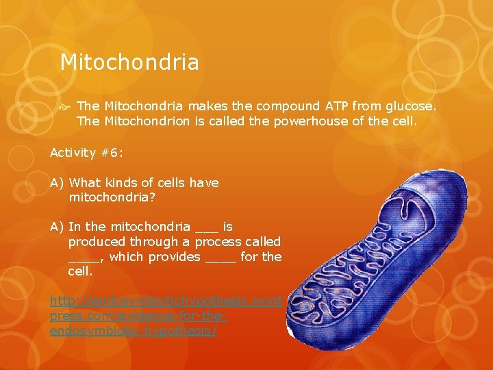 Mitochondria The Mitochondria makes the compound ATP from glucose. The Mitochondrion is called the
