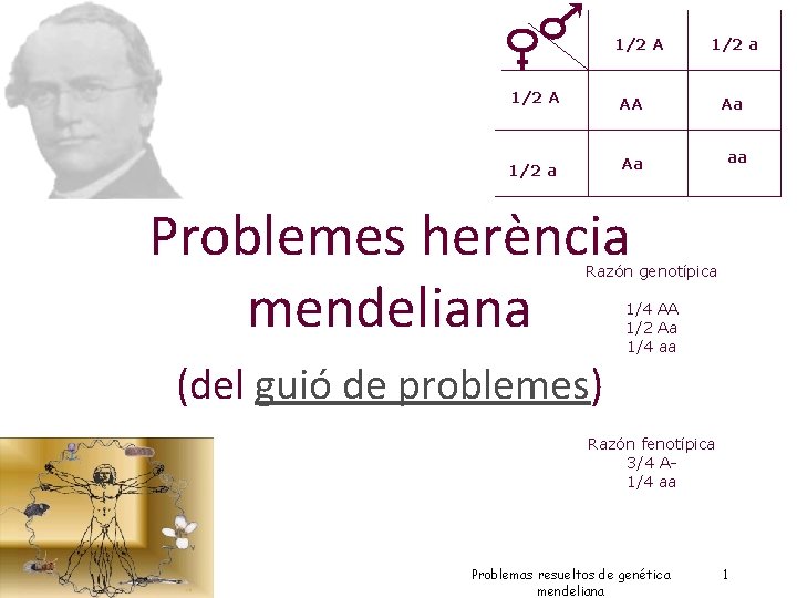 1/2 A 1/2 a 1/2 A AA Aa 1/2 a Aa aa Problemes herència