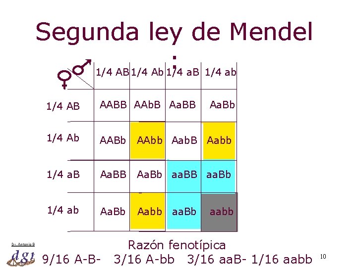 Segunda ley de Mendel : 1/4 AB 1/4 Ab 1/4 a. B 1/4 ab