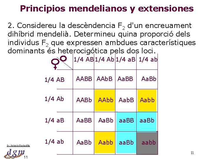 Principios mendelianos y extensiones 2. Considereu la descèndencia F 2 d'un encreuament dihíbrid mendelià.