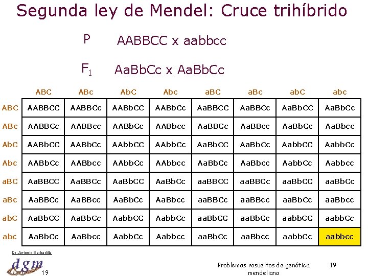 Segunda ley de Mendel: Cruce trihíbrido P AABBCC x aabbcc F 1 Aa. Bb.