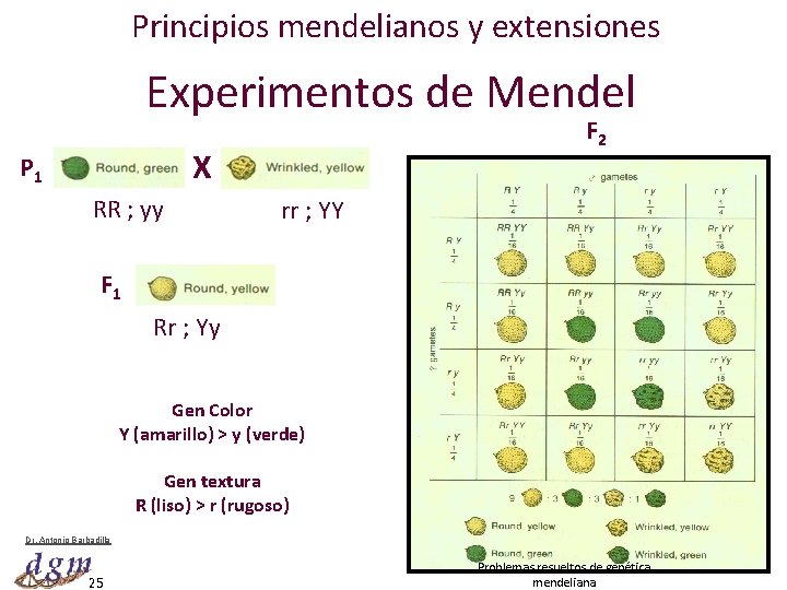 Principios mendelianos y extensiones Experimentos de Mendel F 2 X P 1 RR ;