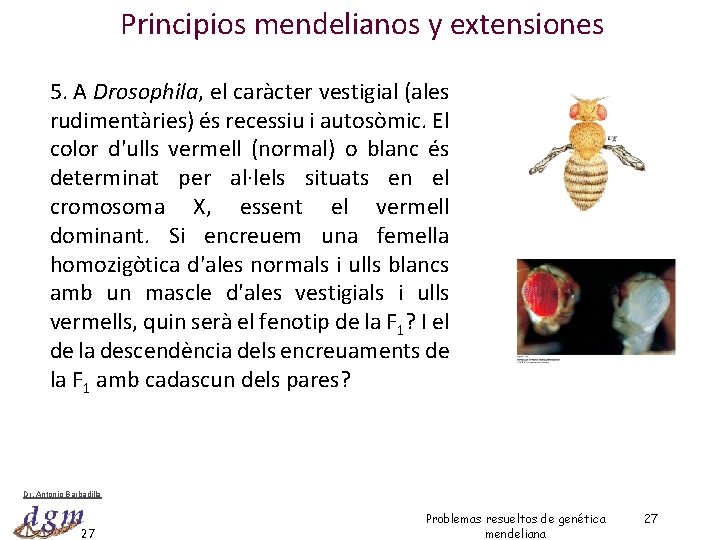 Principios mendelianos y extensiones 5. A Drosophila, el caràcter vestigial (ales rudimentàries) és recessiu