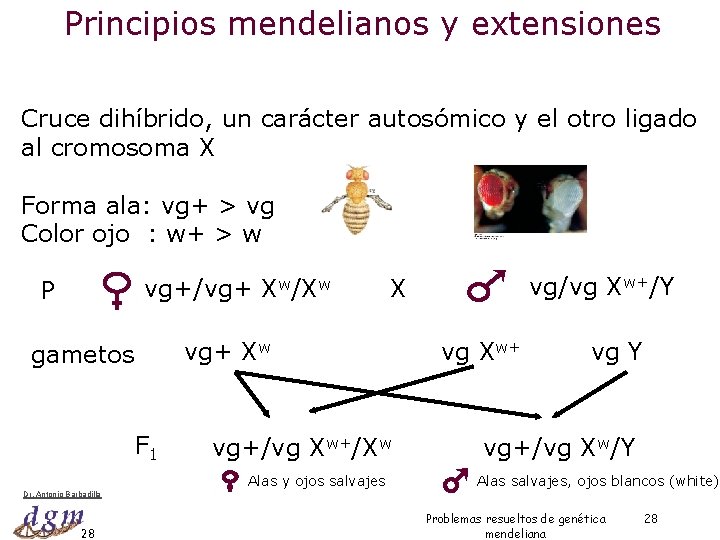 Principios mendelianos y extensiones Cruce dihíbrido, un carácter autosómico y el otro ligado al