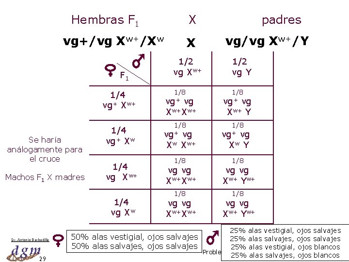 Hembras F 1 X vg+/vg Xw+/Xw F 1 1/4 vg+ Xw+ Se haría análogamente