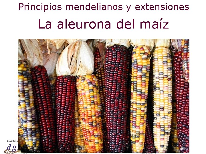 Principios mendelianos y extensiones La aleurona del maíz Dr. Antonio Barbadilla 34 Problemas resueltos