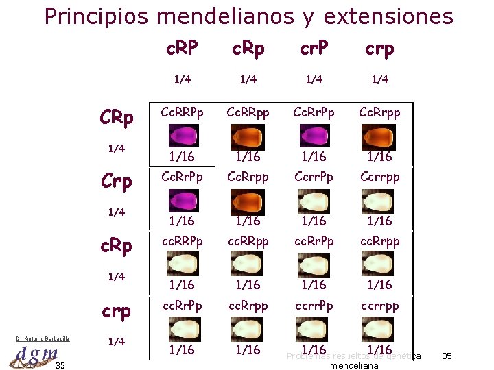 Principios mendelianos y extensiones CRp 1/4 Crp 1/4 c. Rp 1/4 crp Dr. Antonio