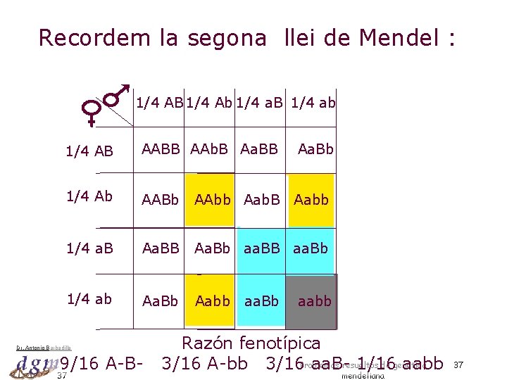 Recordem la segona llei de Mendel : 1/4 AB 1/4 Ab 1/4 a. B
