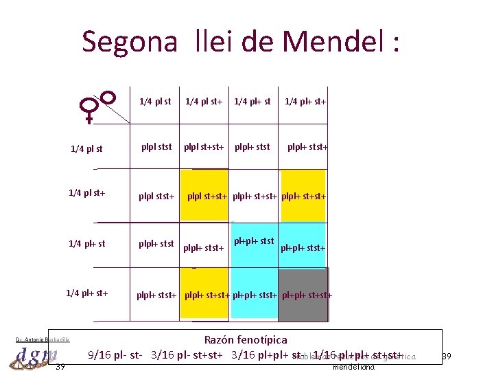 Segona llei de Mendel : 1/4 pl st+ 1/4 pl+ st+ 1/4 pl st