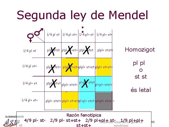Segunda ley de Mendel : 1/4 pl st+ 1/4 pl+ st+ 1/4 pl st