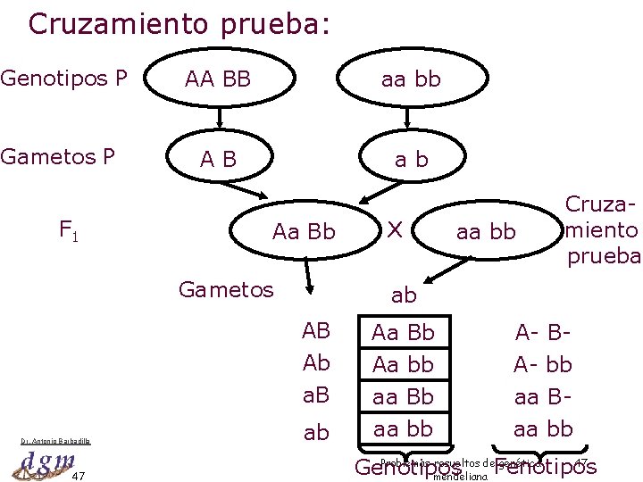 Cruzamiento prueba: Genotipos P AA BB aa bb Gametos P AB ab F 1