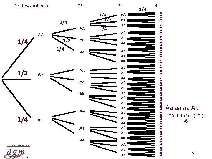 1 r descendiente 2º 3º 4º 1/4 1/2 1/4 AA 1/4 1/2 AA 1/2