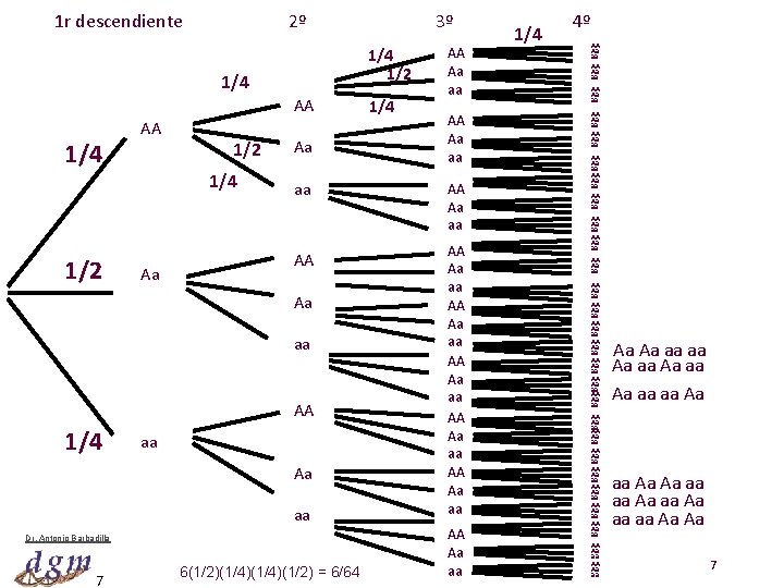 1 r descendiente 2º 3º 4º 1/4 1/2 1/4 AA 1/4 1/2 AA 1/2