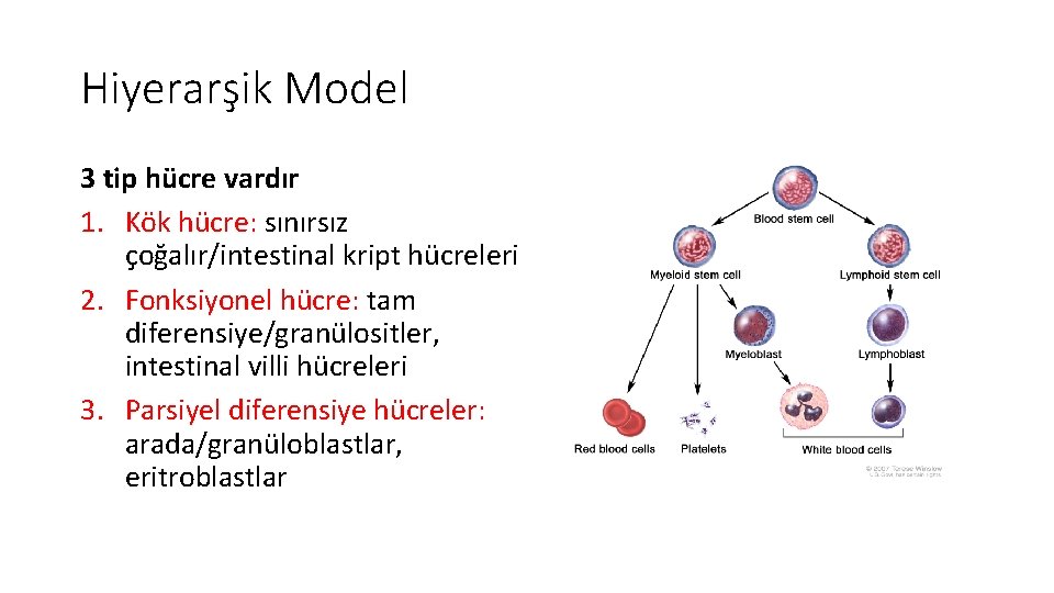 Hiyerarşik Model 3 tip hücre vardır 1. Kök hücre: sınırsız çoğalır/intestinal kript hücreleri 2. Hiyerarşik Model 3 tip hücre vardır 1. Kök hücre: sınırsız çoğalır/intestinal kript hücreleri 2.