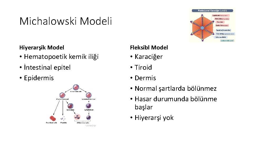 Michalowski Modeli Hiyerarşik Model Fleksibl Model • Hematopoetik kemik iliği • İntestinal epitel • Michalowski Modeli Hiyerarşik Model Fleksibl Model • Hematopoetik kemik iliği • İntestinal epitel •