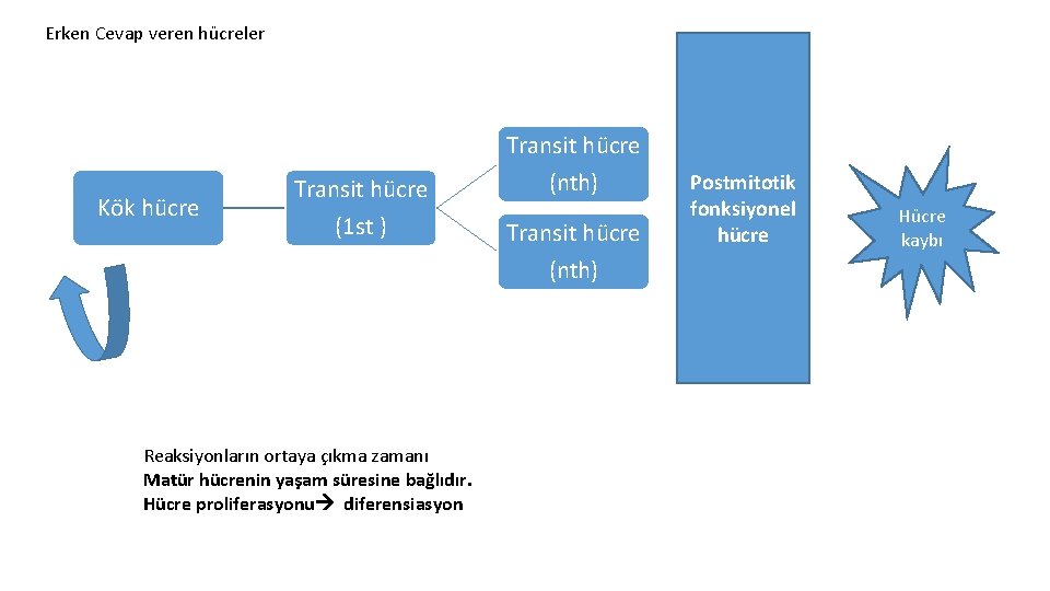 Erken Cevap veren hücreler Transit hücre Kök hücre Transit hücre (1 st ) (nth) Erken Cevap veren hücreler Transit hücre Kök hücre Transit hücre (1 st ) (nth)