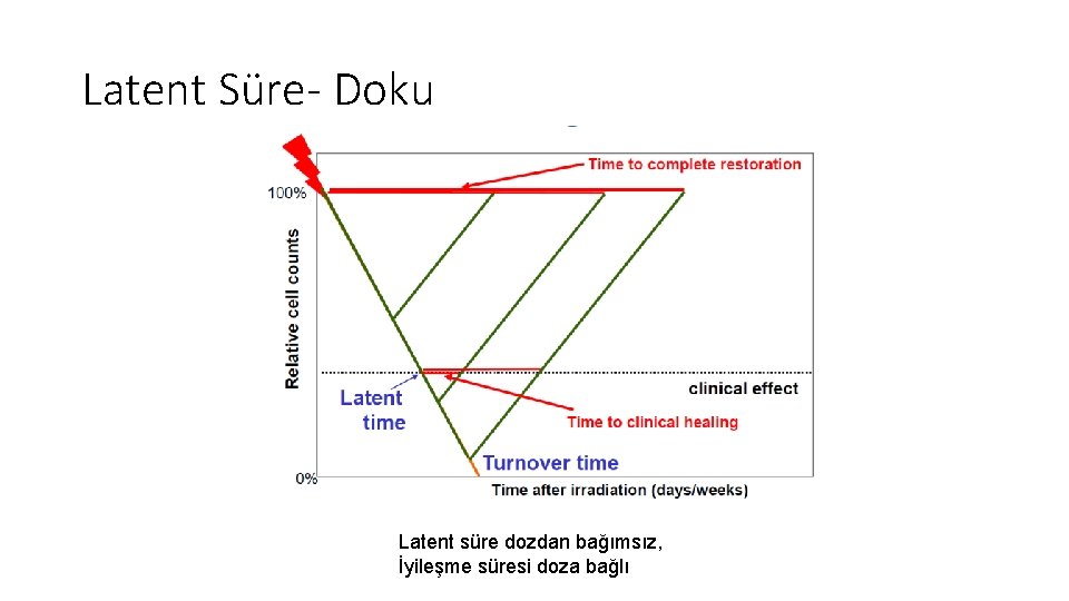 Latent Süre- Doku Latent süre dozdan bağımsız, İyileşme süresi doza bağlı Latent Süre- Doku Latent süre dozdan bağımsız, İyileşme süresi doza bağlı