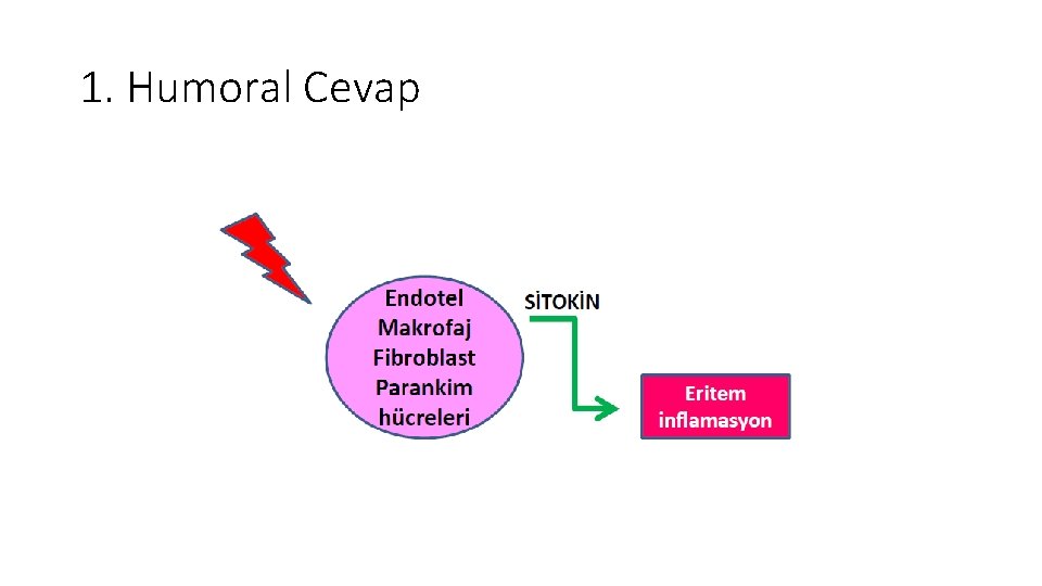 1. Humoral Cevap 1. Humoral Cevap