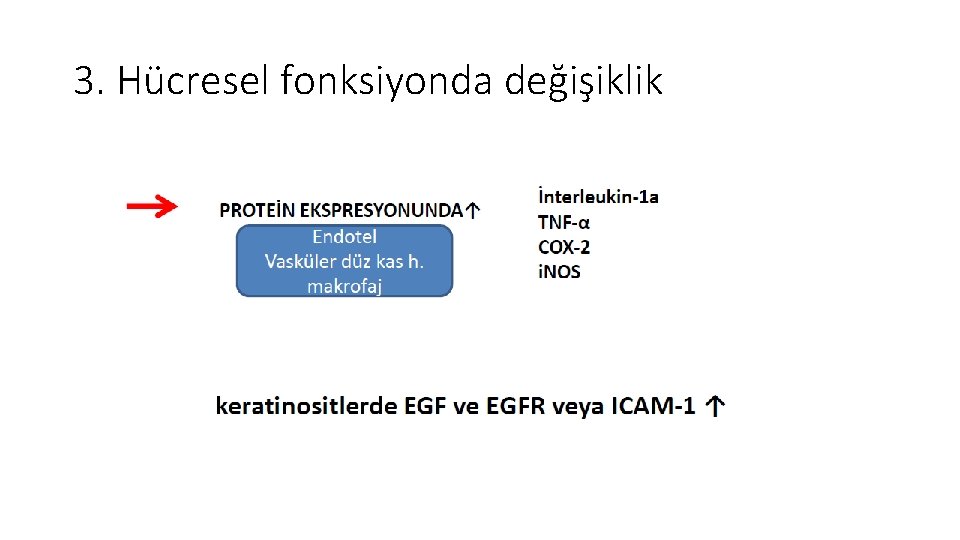 3. Hücresel fonksiyonda değişiklik 3. Hücresel fonksiyonda değişiklik
