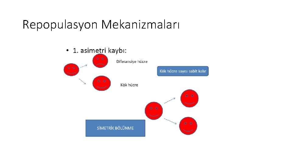 Repopulasyon Mekanizmaları Repopulasyon Mekanizmaları