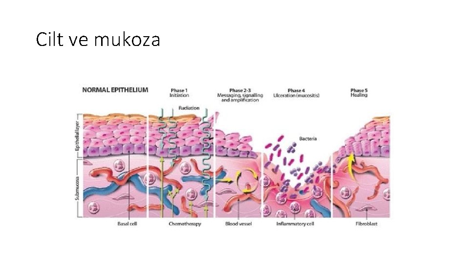 Cilt ve mukoza Cilt ve mukoza