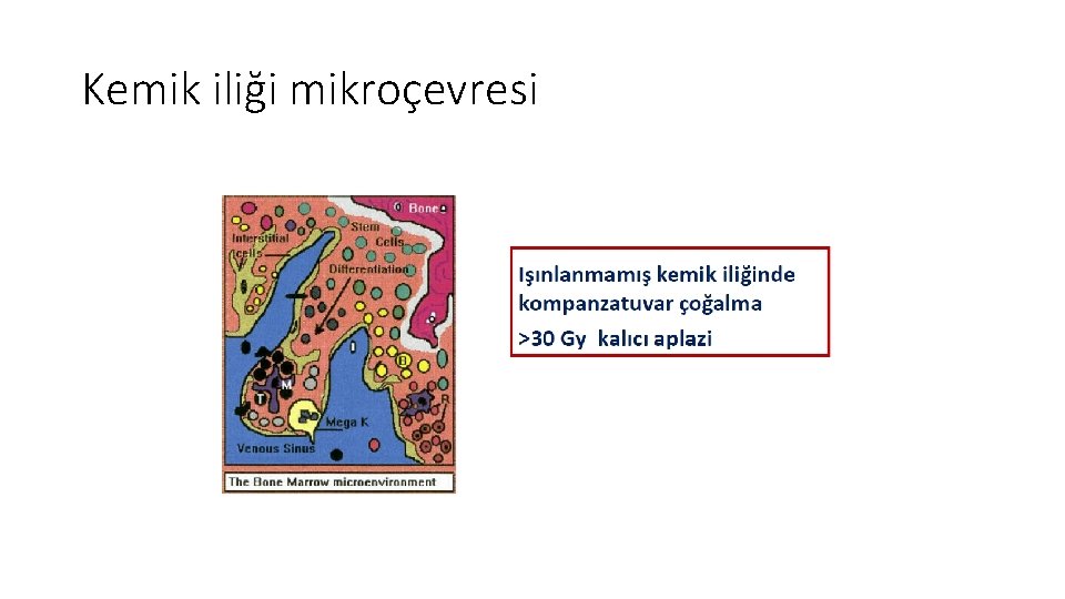 Kemik iliği mikroçevresi Kemik iliği mikroçevresi