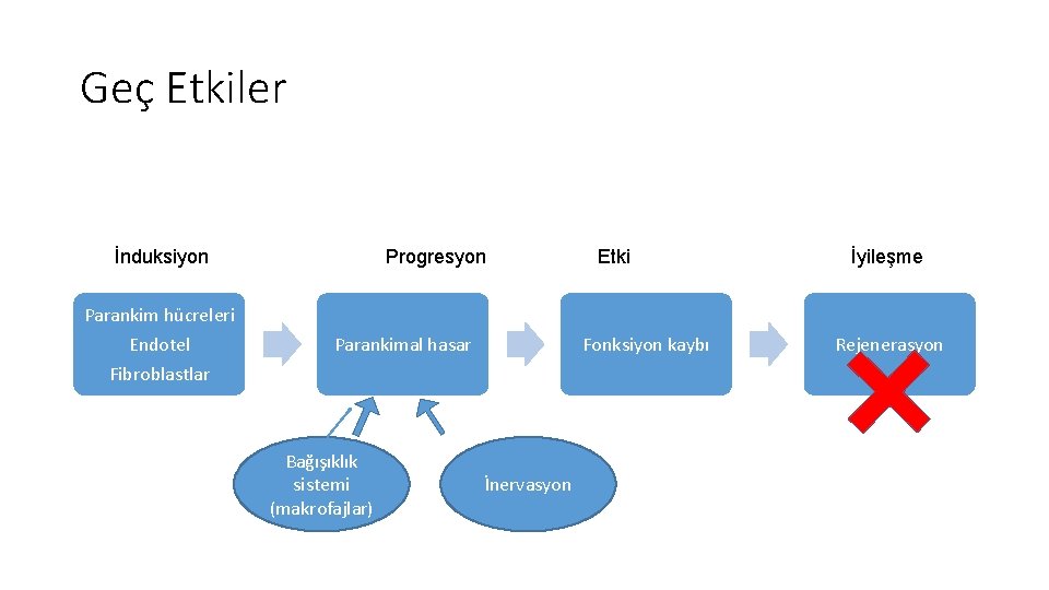 Geç Etkiler İnduksiyon Parankim hücreleri Endotel Fibroblastlar Progresyon Parankimal hasar Bağışıklık sistemi (makrofajlar) Etki Geç Etkiler İnduksiyon Parankim hücreleri Endotel Fibroblastlar Progresyon Parankimal hasar Bağışıklık sistemi (makrofajlar) Etki