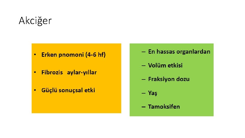 Akciğer Akciğer