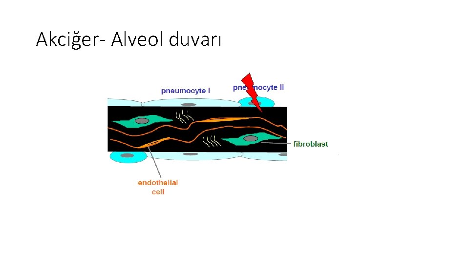 Akciğer- Alveol duvarı Akciğer- Alveol duvarı