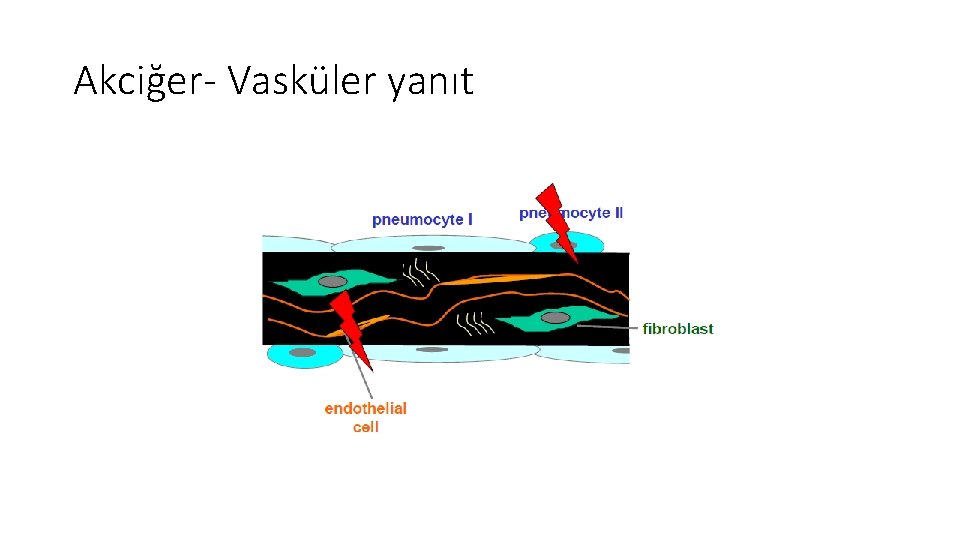 Akciğer- Vasküler yanıt Akciğer- Vasküler yanıt