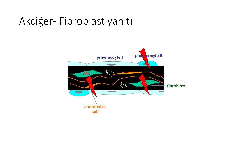 Akciğer- Fibroblast yanıtı Akciğer- Fibroblast yanıtı