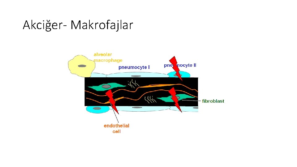 Akciğer- Makrofajlar Akciğer- Makrofajlar