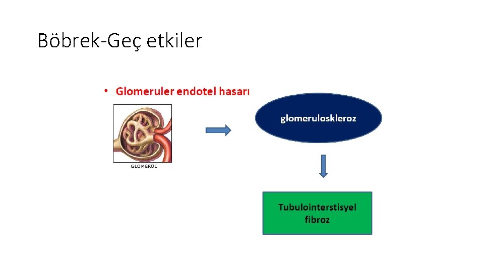 Böbrek-Geç etkiler Böbrek-Geç etkiler