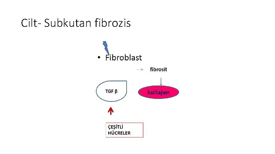 Cilt- Subkutan fibrozis Cilt- Subkutan fibrozis