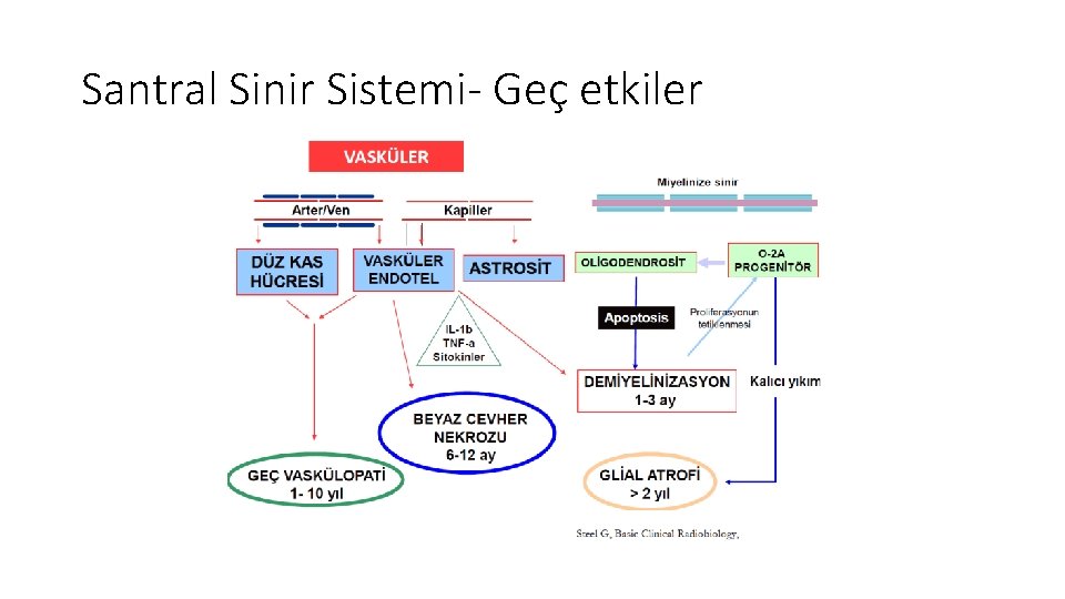Santral Sinir Sistemi- Geç etkiler Santral Sinir Sistemi- Geç etkiler