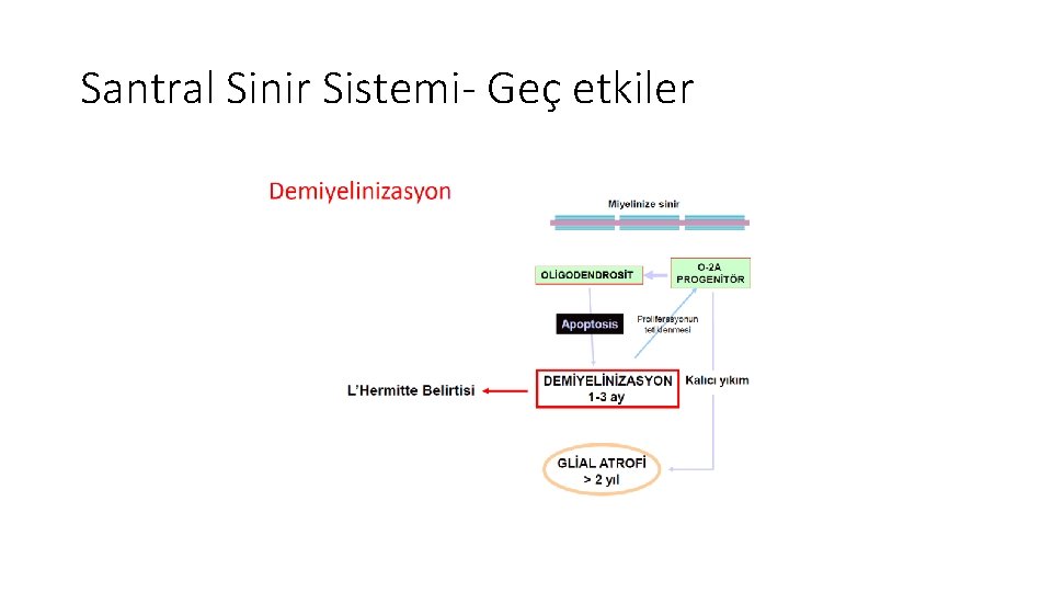 Santral Sinir Sistemi- Geç etkiler Santral Sinir Sistemi- Geç etkiler