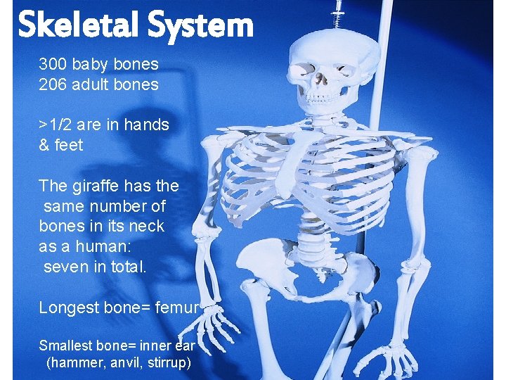 Skeletal System 300 baby bones 206 adult bones >1/2 are in hands & feet