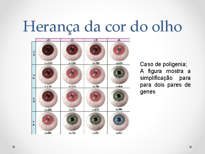 Herança da cor do olho Caso de poligenia; A figura mostra a simplificação para