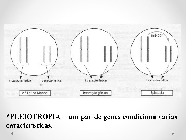 *PLEIOTROPIA – um par de genes condiciona várias características. 