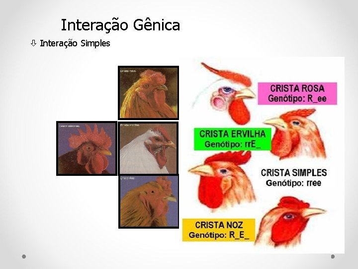 Interação Gênica Interação Simples 