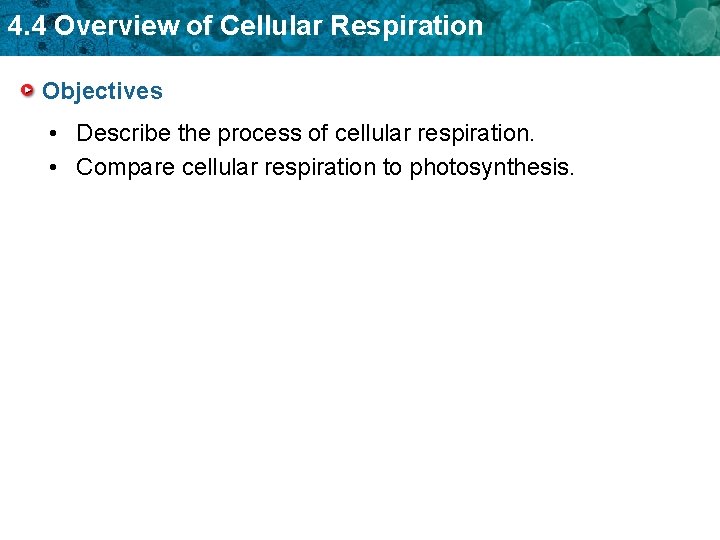 4. 4 Overview of Cellular Respiration Objectives • Describe the process of cellular respiration.
