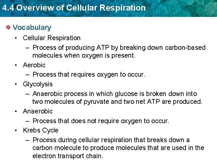 4. 4 Overview of Cellular Respiration Vocabulary • Cellular Respiration – Process of producing