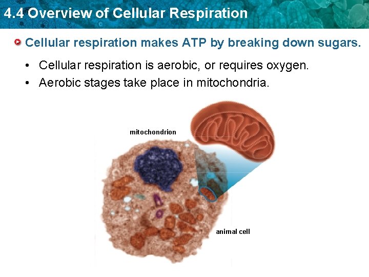 4. 4 Overview of Cellular Respiration Cellular respiration makes ATP by breaking down sugars.