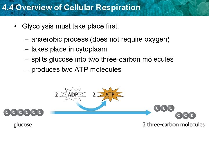 4. 4 Overview of Cellular Respiration • Glycolysis must take place first. – –