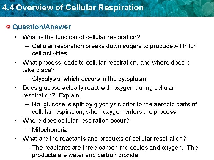 4. 4 Overview of Cellular Respiration Question/Answer • What is the function of cellular