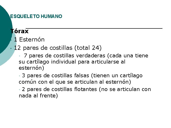 ESQUELETO HUMANO Tórax • 1 Esternón • 12 pares de costillas (total 24) 7