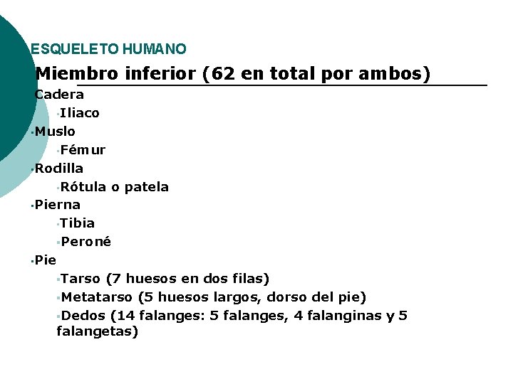 ESQUELETO HUMANO • Miembro inferior (62 en total por ambos) • Cadera • Iliaco